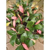 필로덴드론 핑크 수입콩고 핑크콩고 소품 15-30cm 99, 1개