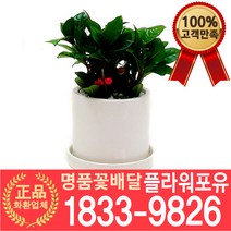 [플라워포유] 만(천)냥금 화분추천 개업화분 이사화분 개업선물 화분배달 실내공기정화 전국꽃배달