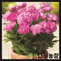 (나무농장) 왜성 향수작약(로마) 포트, 1개