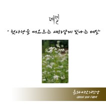 메밀 100g 메밀씨 메밀종자 메밀씨앗, 1개