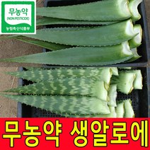 친환경 무농약인증 생알로에 알로에베라 5kg 사포나리아 4kg 생잎 농장직송, 1박스, 사포나리아2kg