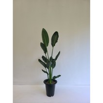 꽃피는 극락조 실내공기정화식물 반려식물 플랜테리어 온누리꽃농원, 1개