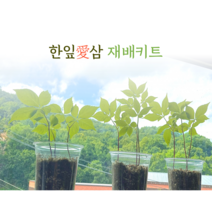 한잎애삼 새싹삼 재배키트, 재배키트1개+화분1개