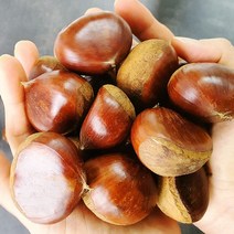 국내산 햇공주밤 4kg 정안밤 3kg 칼집밤 2kg 22년 햇밤 1kg, 칼집 햇공주밤(칼집O) 2kg