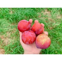 9월시즌 김천 추희자두 중소과 특상과 1kg 2kg, 중소과 2kg(22-32과), 1개