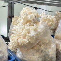 GAP인증 프리미엄 생 꽃송이버섯 500g, 1개