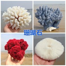 철갑상어키우기 구피암컷 베타암컷 천연 산호 화초 돌패각 소라껍데기 조경 가구 장식, 46 흑녹색