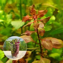 컵수초 루드위지아sp 슈퍼레드 수초키우기