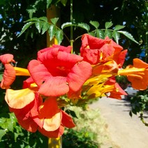 능소화 / 삽목2년 / 포트묘 / (꽃은랜덤입니다.), 혼합색상, 1세트