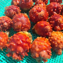 당일 산지직송 횟감용 통영 활 멍게 1KG