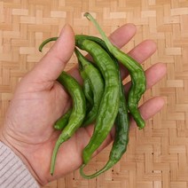 꽈리고추 1kg 팔팔마켓 국산 햇 꽈리 조림 풋 고추