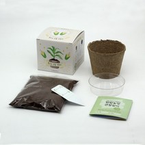 화분재배KIT 팜팜농장 옥수수 키우기