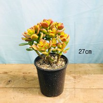 청년농부 인기염좌 다육이 다육염좌 염좌나무27cm 소형