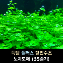 노치도메 (35줄기)