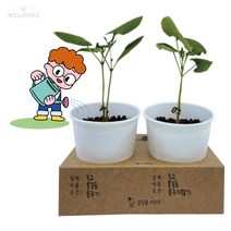 milovhi 강남콩 심기 화분 키우기 키트 식목일 행사 화분 만들기 강낭콩 씨앗 심기 세트