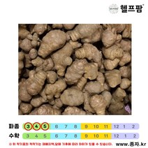 헬프팜 돼지감자 1kg 뚱단지 식용 종자 씨앗