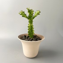 라임고스트(청하각금/청화각금) - 라임색 고스트 선인장, 플라스틱포트 (식물만)