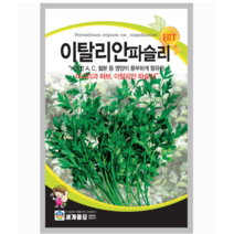파슬리 씨앗 이탈리안파슬리