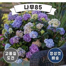 (나무85) 엔들레스썸머 블룸스트러크 7치 포트