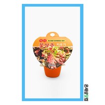 미니 꽃상추키우기 / 꽃상추씨앗 화분 식물재배세트 상추키우기