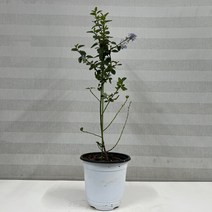 [다은꽃농원]캘리포니아 라일락(중) 향기좋은 꽃 키우기쉬운 실내공기정화식물 인테리어