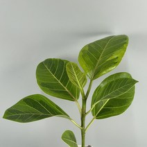 수채화고무나무 식물만 기본마사 그늘에서 잘 자라는 음지 식물, 검정화산석, 한국 화이트토분, 1개