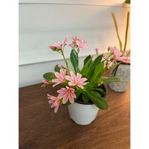 Lewisia 레위시아