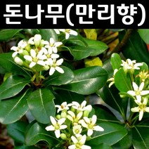 돈나무(만리향) 5치화분 1개/나무 묘목/남부수종/조경용