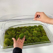 비단이끼 키우기 케어박스 키트 보관 세트 테라리움, 이끼 케어 박스 (돔 뚜껑 포함)