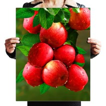 FASEN 액자 캔버스형 보석십자수 DIY 키트 40 x 50 cm, ZSH006.붉은 사과