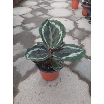 칼라데아 메달리온