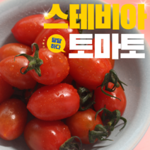 토망고 스테비아토마토 망고토마토 샤인마토 단마토 단토마토 스테비아완숙토마토 방울토마토 500g 1kg 2kg 4kg, 스테비아방울토마토 (500g) 1팩, 1개
