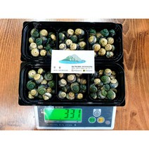 2022 제주도 비양도산 순살왕 보말 2팩(300g) 택배포함 자연산돌미역1팩(250g)포함, 보말10키로