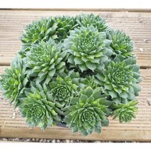 [수암다육] 바위솔금 랜덤발송 Sempervivum calcareum f. variegata 다육 다육이 다육식물 428