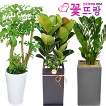공기정화식물 개업화분 축하화분 화분배달 스투키 행운목 금전수 전국당일배송, 서랍물받침