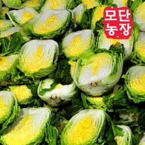 [모단농장 ]괴산절임배추 20kg/작황풍년/싱싱도보장, 12월 07일발송-08일도착