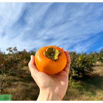 와작와작 꿀과즙 문산 단감 산지직송 부유단감 5+1, 특상품 10kg(60-65과)