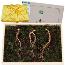 아리아리산삼 6 8 10년근 15뿌리 산삼 장뇌삼 산양삼 산양산삼 자연산 주 장뇌, 1개, 선택5. 8년근 3뿌리