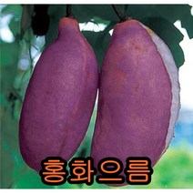 홍화으름2년포트묘 2그루 묘목 나무묘목 으름나무