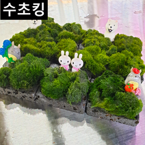 [수초킹] 모스볼 화산석 활착판 5x5 8x8 피규어/ 수초맛집 초보수초 새우놀이터 구피키우기 구피어항 구피 새우 모스 모스볼 수초농장 수초도매 구피수초 구피어항 새우수초 인기수초, 8x8 피규어 없게