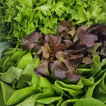 산지직송 유러피안 샐러드 500g 샐러드용 신선 야채 채소 모음, 1개