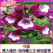 희귀 씨앗 펜스테몬-아라베스크 바이올렛10립-SF, 상세페이지 참조