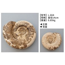 암모나이트 화석 천연 해성 자개 화석 원석 장식 탁상 진열 국석 소장 술장 장식 소품 손잡이, 옵션8