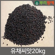 유채씨앗 20kg 유채종자 유채씨 꽃씨 유채꽃밭 유채밭 가을유채씨앗 유채파종시기 뿌리원예 유채 파종하는방법