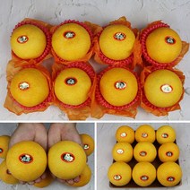 명절과일 산지직송 달콤한 제주황금향선물세트 3kg 5kg, 3kg 7-12과