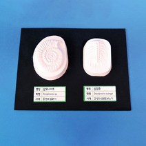 사이언샵 암모나이트.삼엽충화석만들기/지층과화석(5인세트)