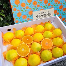 제주도직송 명품 귤 황금향 가정용 선물세트, 1개, 가정용 2.5kg