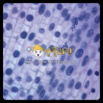 체세포분열(식물) 프레파라트