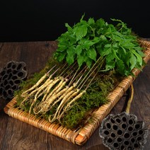 [산지직송] 영동 새싹삼 50뿌리 (소/중/대) 잎 줄기 뿌리를 모두 먹는 건강한 어린 인삼, 대 (20cm 이상) - 50뿌리