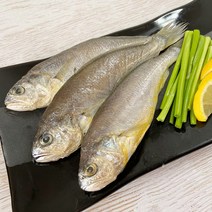 목포 반건조 참조기 (20~21cm) 8마리 16마리 / 국산 황금조기 구이 가정용, 20cm내외 / 16마리